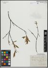 Foto von Salix acutifolia Willd.